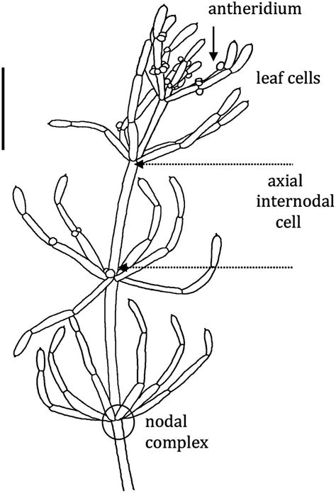 chara algae diagram